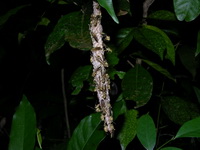 Parapolybia varia  - Khao Luang Krung Ching NP
