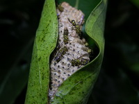 Ropalidia ornaticeps  - Phuket