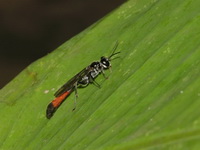 Unidentified Ammophila sp  - Baan Maka