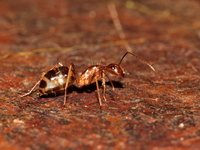 Unidentified Camponotus sp  - Kaeng Krachan NP