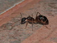 Unidentified Camponotus sp  - Mae Wong NP