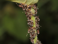 Unidentified Camponotus sp  - Pang Sida NP