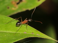 Unidentified Camponotus sp  - Bang Lang NP