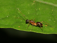 Unidentified Camponotus sp  - Bang Lang NP