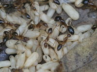 Unidentified Camponotus sp  - Chumphon