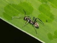 Unidentified Camponotus sp  - Nan