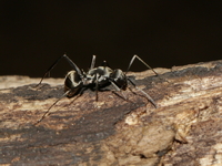 Unidentified Camponotus sp  - Baan Maka