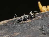 Unidentified Camponotus sp  - Baan Maka