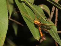 Unidentified Enicospilus sp  - Phu Kradueng NP