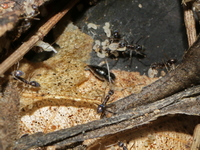 Unidentified Formicidae family  - Cha-Am NHA