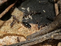 Unidentified Formicidae family  - Cha-Am NHA