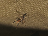 Unidentified Ichneumonidae family  - Baan Maka