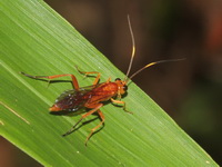 Unidentified Ichneumonidae family  - Kaeng Krachan NP