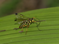 Unidentified Ichneumonidae family  - Doi Inthanon NP