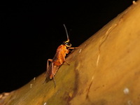 Unidentified Ichneumonidae family  - Baan Maka