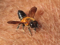 Unidentified Megachile sp  - Kaeng Krachan NP