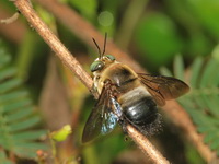 Xylocopa dejeanii - male  - Kaeng Krachan NP