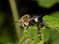 Xylocopa dejeanii - male  - Kaeng Krachan NP