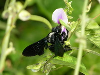 Xylocopa latipes - female  - Phuket