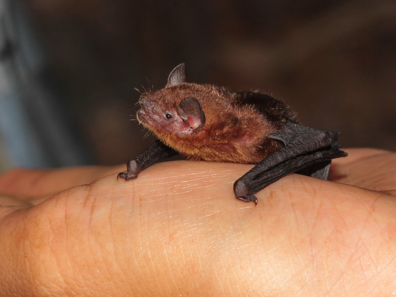 What is the smallest bat in the world