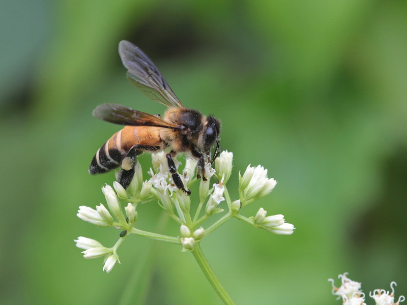 Apis dorsata - Thong Pha Phum NP